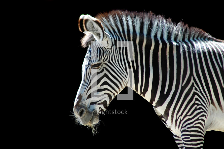 zebra against a black background 