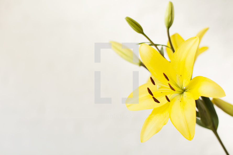 flowering yellow lily 