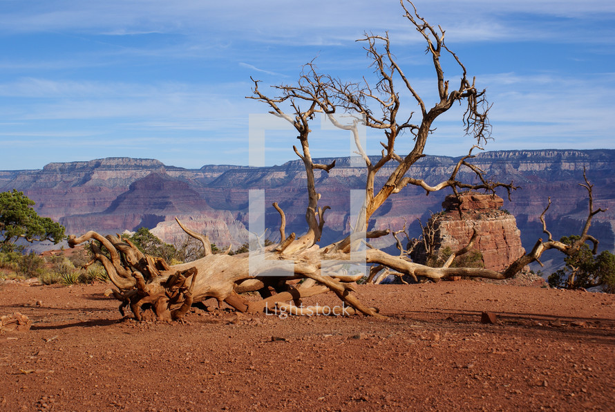 dead fallen tree in a desert 