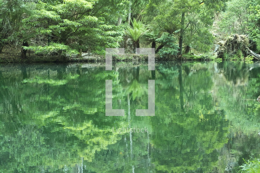 reflection of trees in a lake 