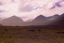 horses in a prairie and mountains in the background 