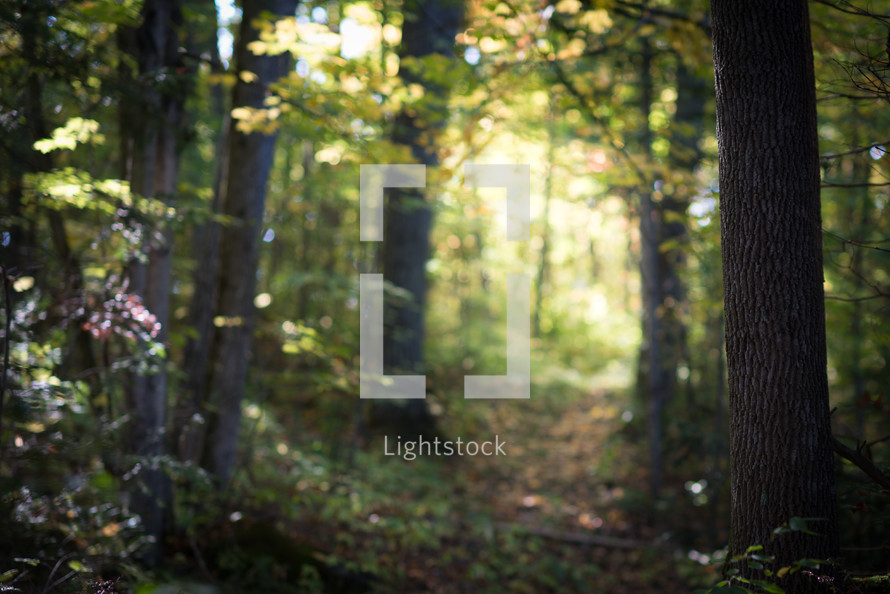 trees in a summer forest 