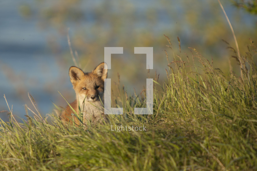 Fox cub in tall grass.
