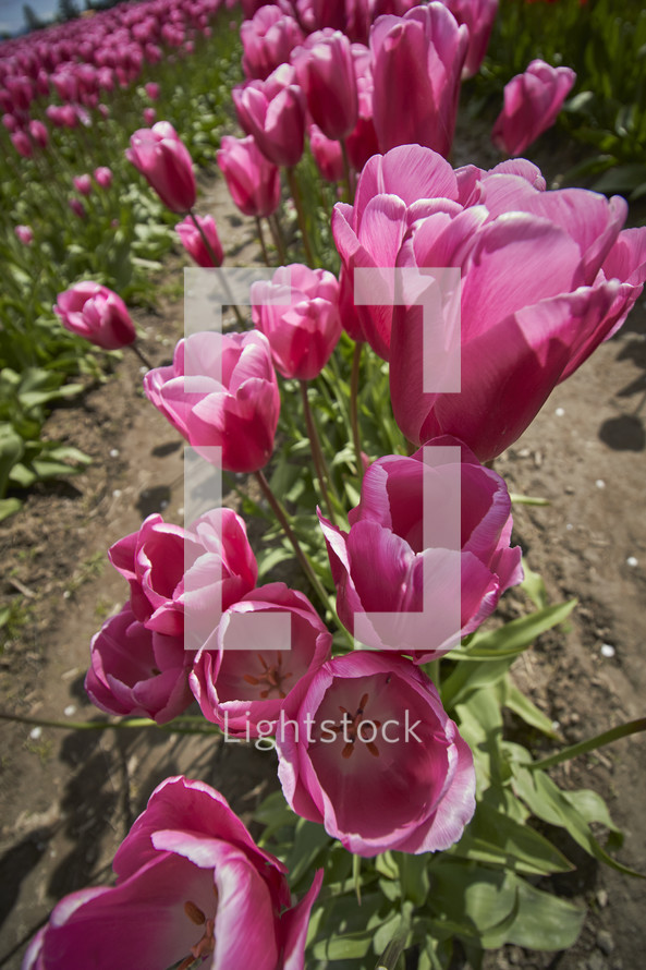 pink blooming tulips in a field 