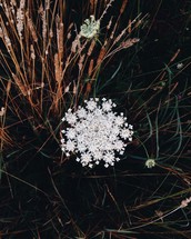 white flower growing between grasses 