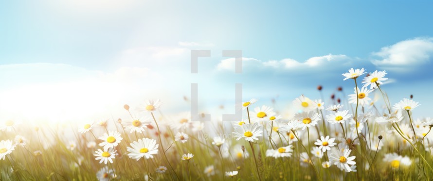 White daisies on blue sky background. Beautiful nature landscape.