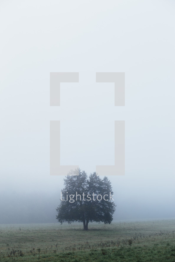 a tree in a foggy field 
