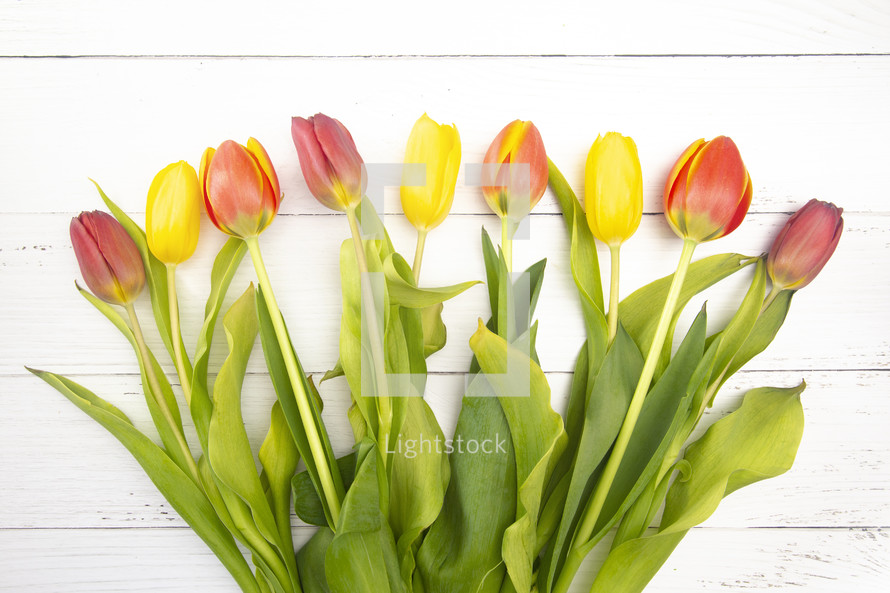 red and yellow tulips on white 