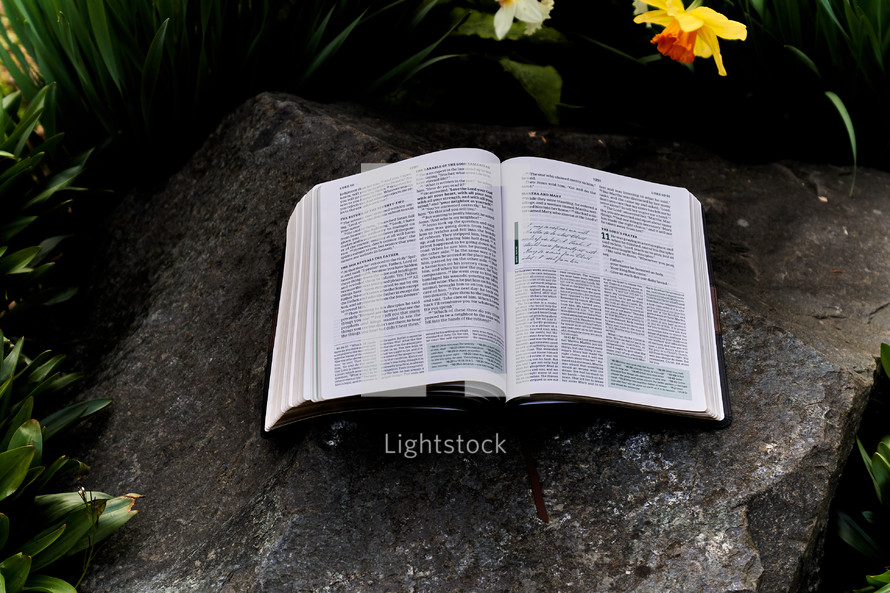 BIble on a rock in a garden of daffodils 