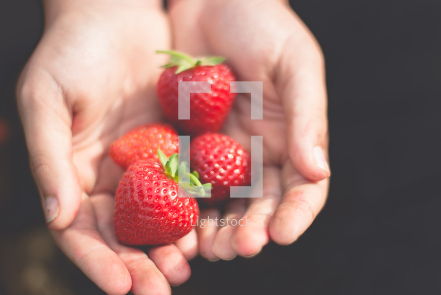 cupped hands holding strawberries 