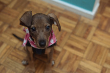 puppy in a bandana 
