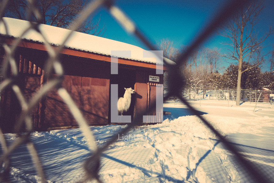 llama in a barn and snow