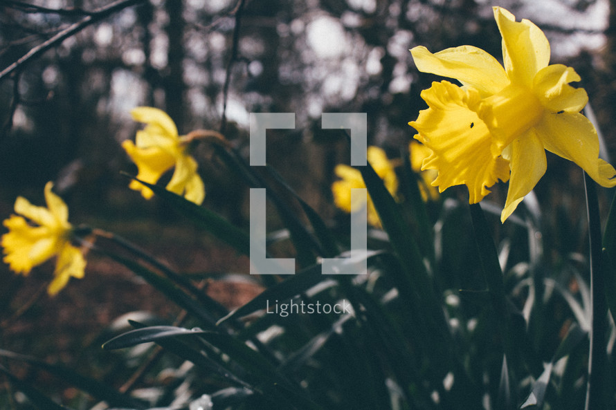 yellow spring daffodils 
