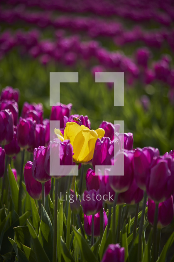 purple and yellow tulips 