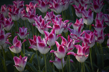 pink and white blooming tulips 