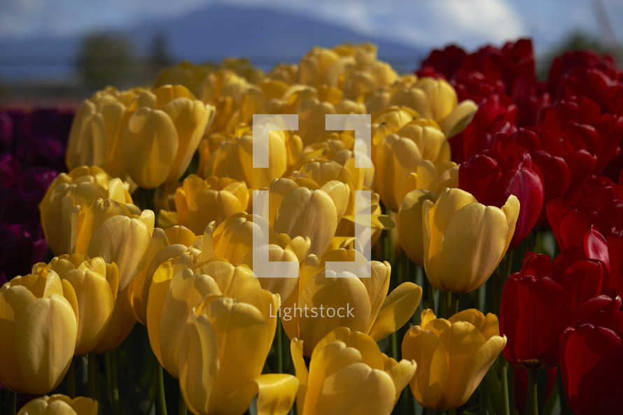 yellow, purple, and red tulips 