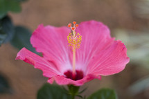 fuchsia hibiscus flower