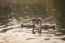 baby swans 