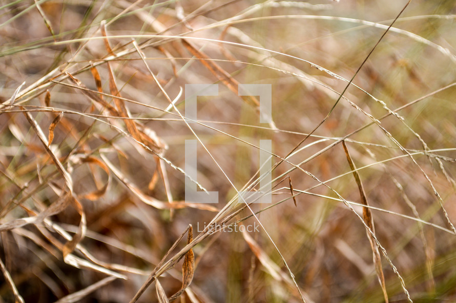 brown grasses 