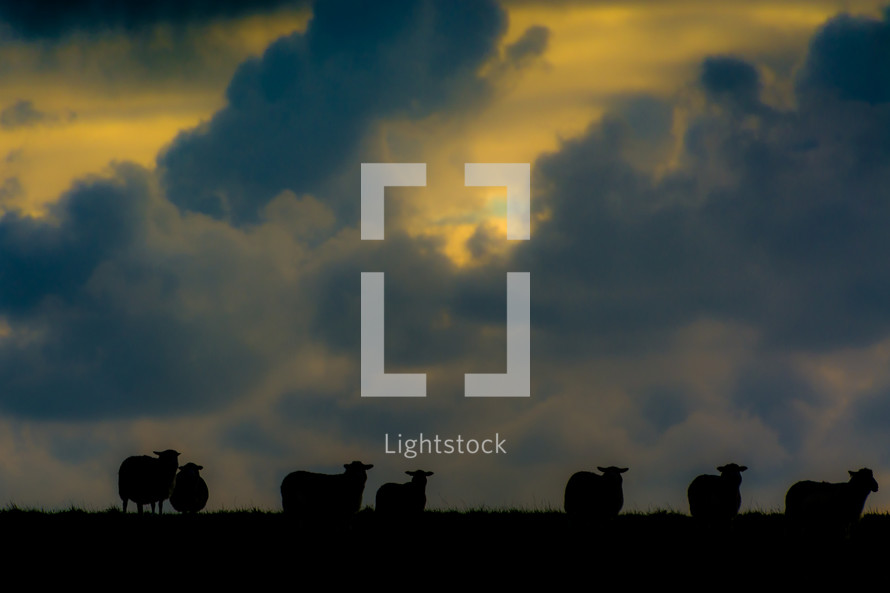 silhouettes of sheep and clouds in the sky