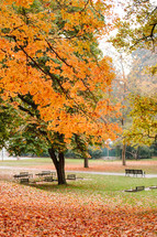 fall trees in a park 