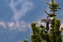 bird landing on a pine tree 