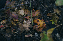 Wet autumn leaves on the ground.