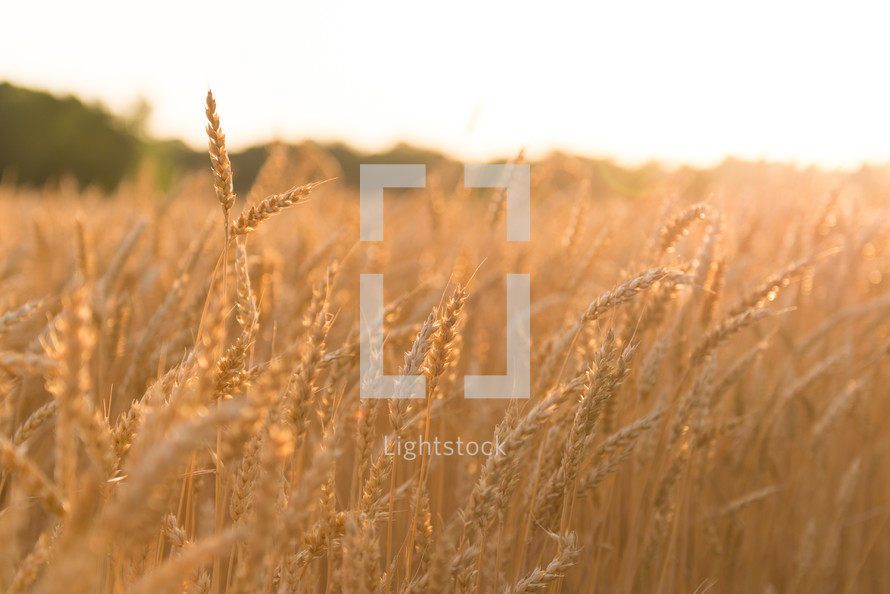 golden field of wheat 