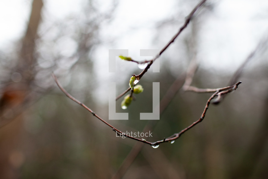 wet budding branches 