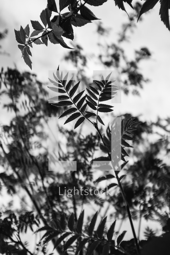 leaves on tree branches 
