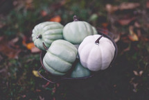 teal and white pumpkins in a bucket 