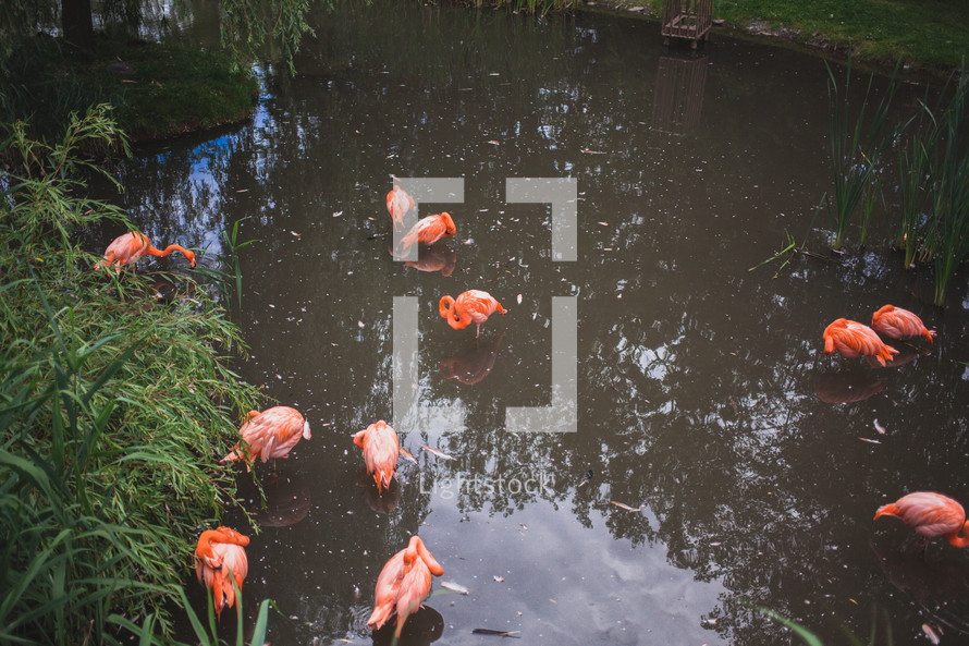 flamingos in a pond 