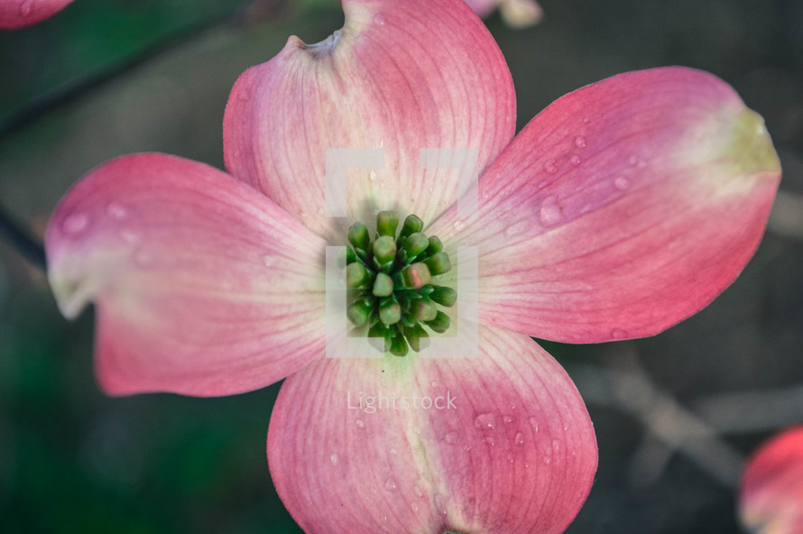 pink dogwood flower 