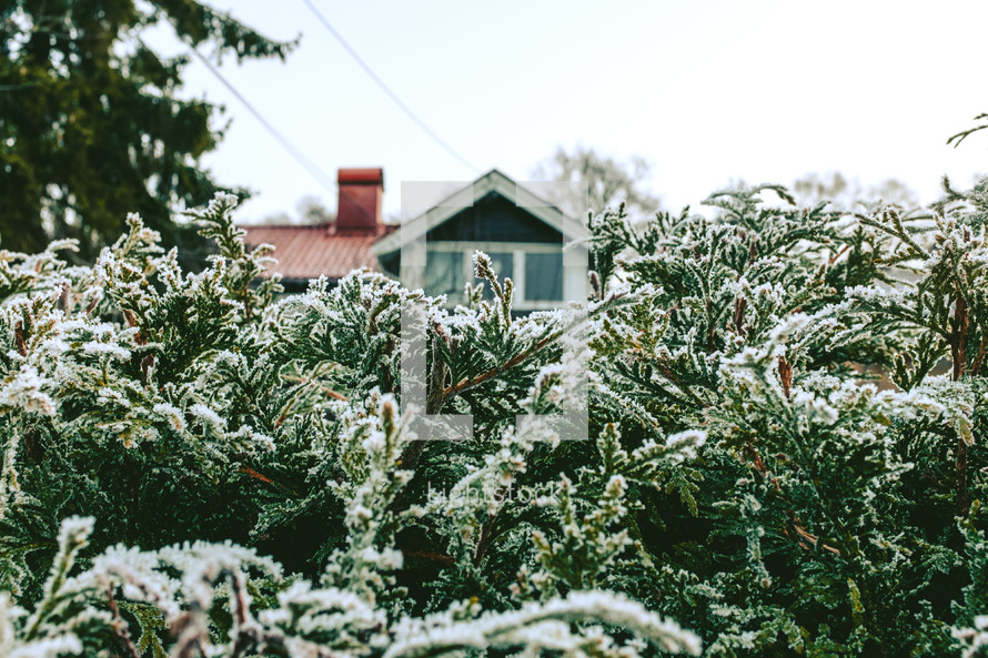 The roof of a house peeking above ice covered bushes.