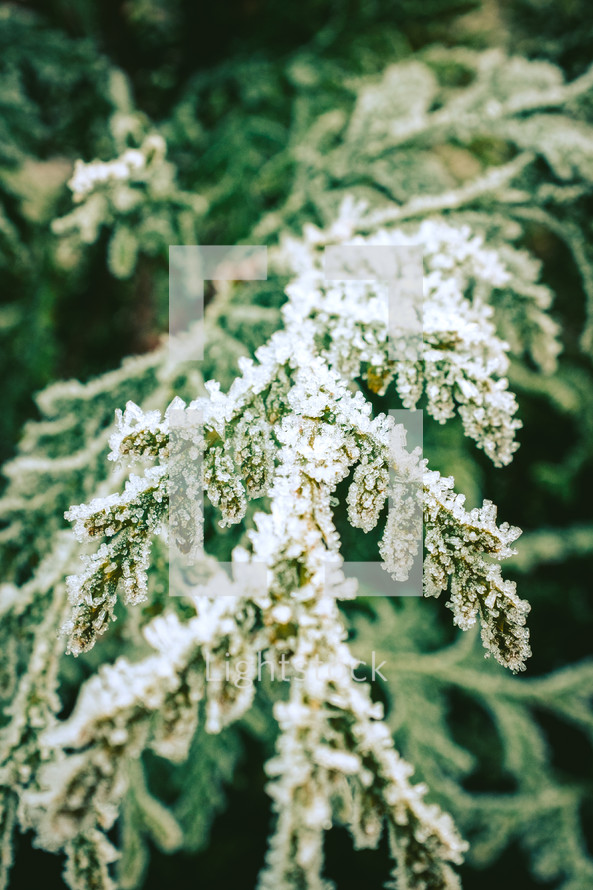 Evergreen leaves covered in ice.