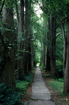 A tree-lined walk