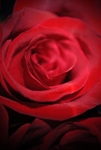 red rose closeup 