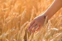 touching wheat grains 
