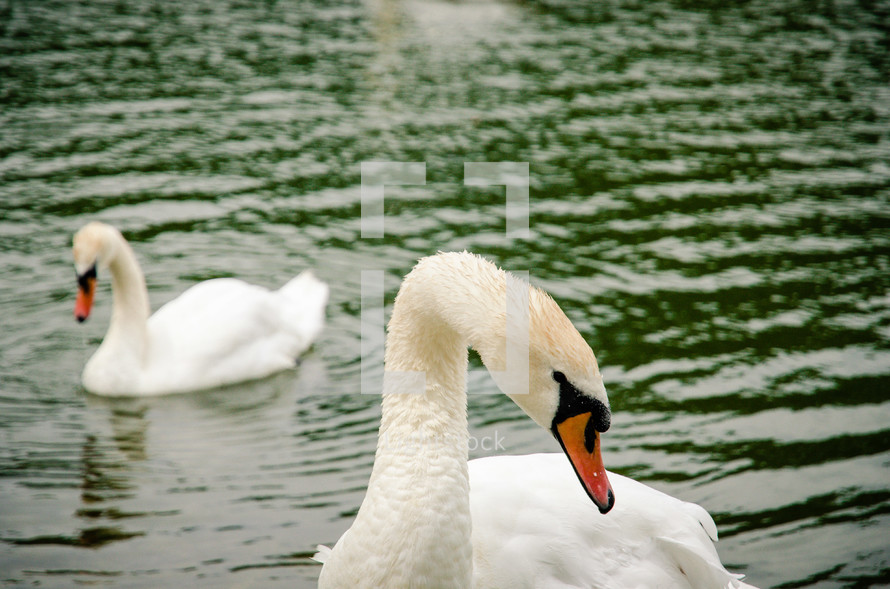 swans in a lake 