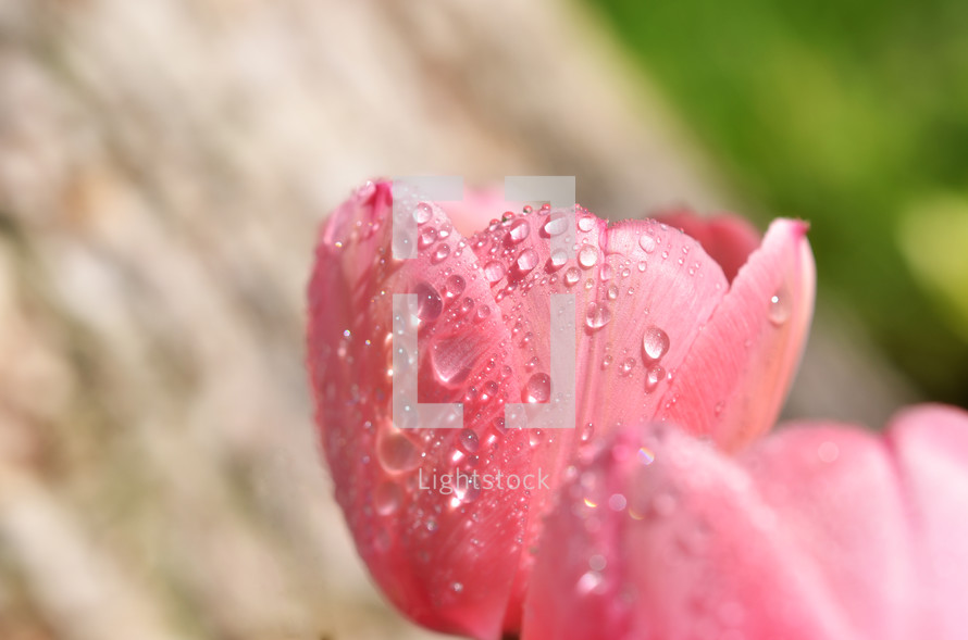 tulip covered with rain drops