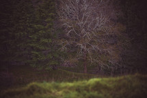 trees outdoors in a forest 