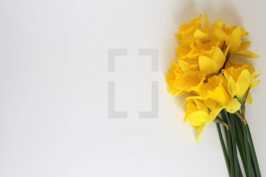 yellow daffodils on a white background 
