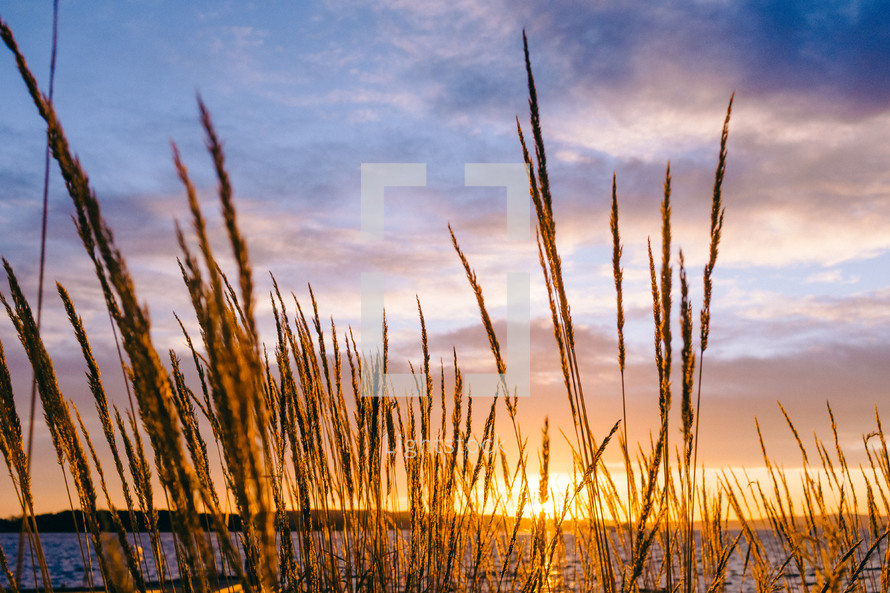 Sunset over water with tall grass growing on the shore.