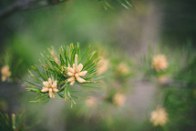 pollen grains on pine trees 
