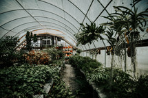 plants in a greenhouse 