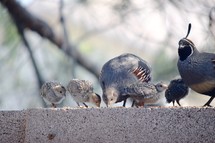a quail family feeding on seed 