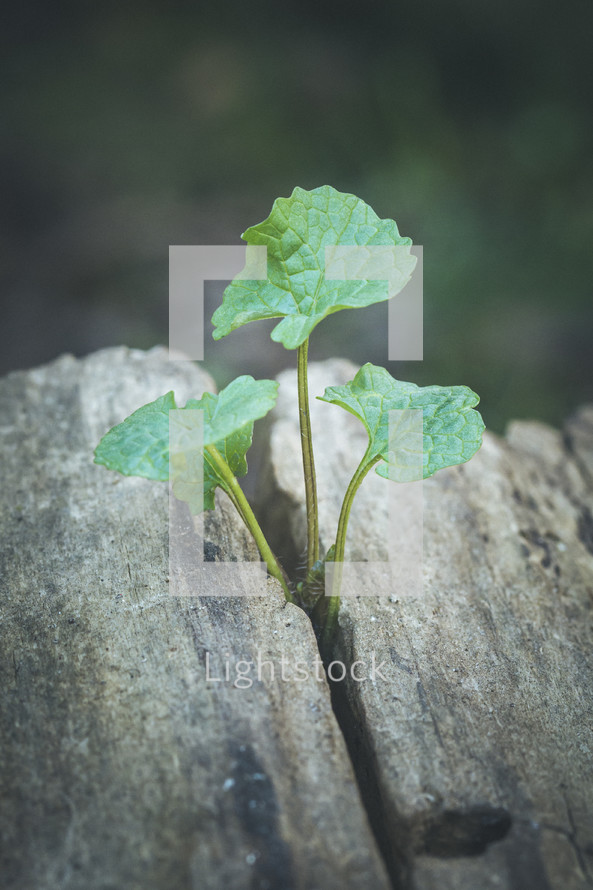 green plant growing in a crack between rocks 