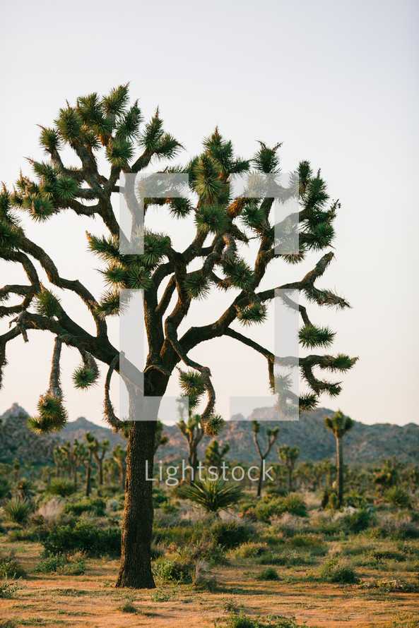 Joshua tree in the desert 