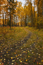 fall leaves on a path through a forest 