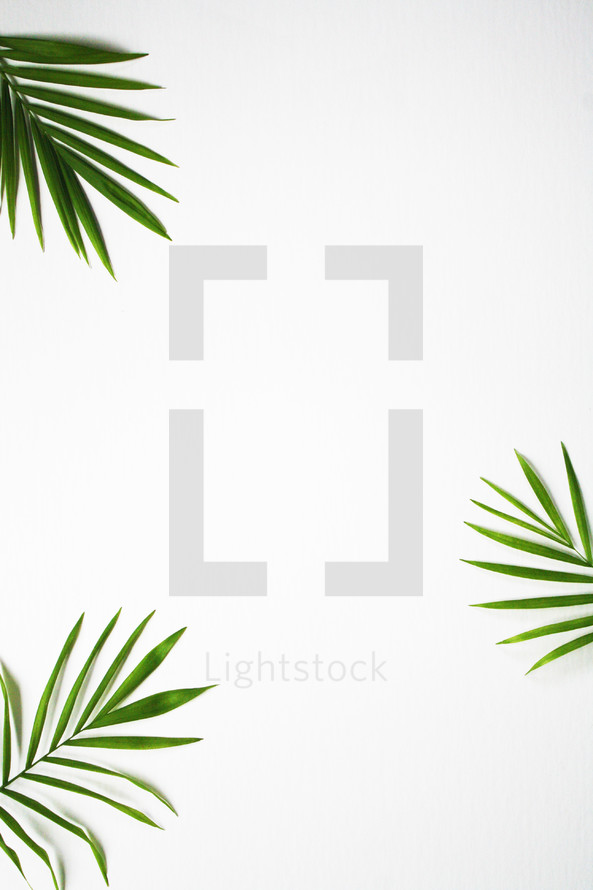palm branches on a white background